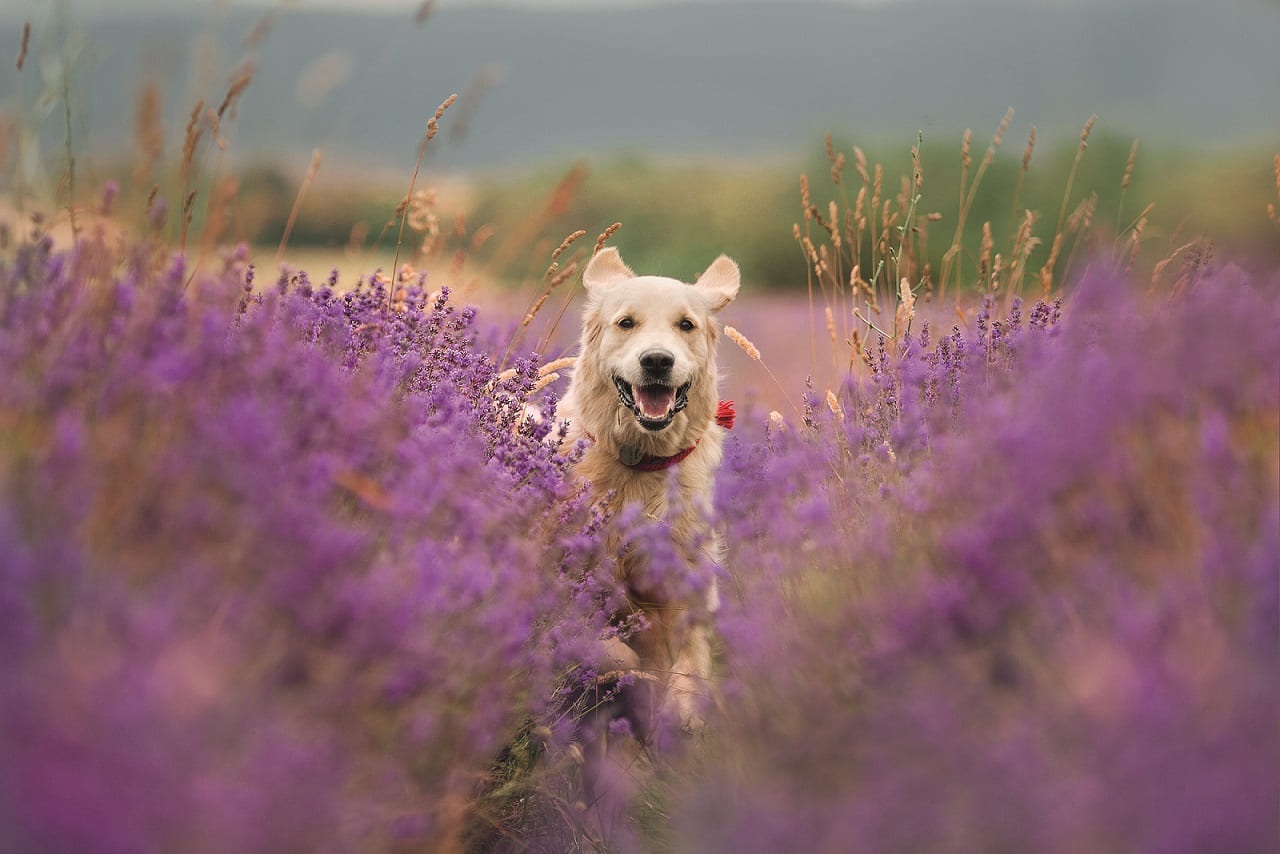 Aromatherapie für Haustiere